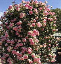 CLIMBING   EDEN ROSE BARE ROOT