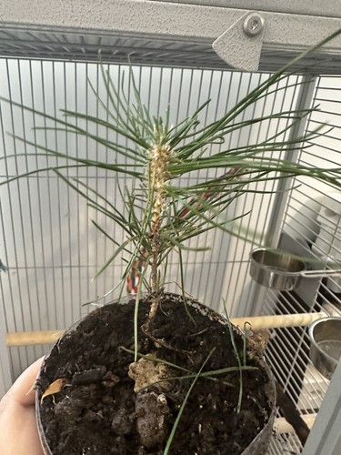Japanese black pine bonsai - japanese,