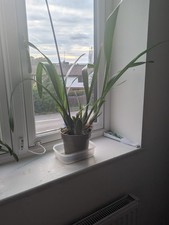 Stunning Gorgeous 3 Years Old