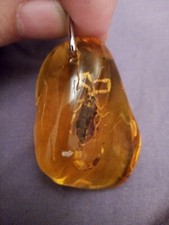 Irregular Amber With Golden Black Backed Scorpion Pendant On Waxed Cord