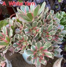 Aeonium White Yarn variegated Beautiful plant Chopped Top to root