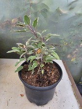 Sage plant Tri Colour Very Aromatic Herb Plant 2 Litre Pots -