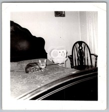 Vtg B&W Snapshot Tabby Cat