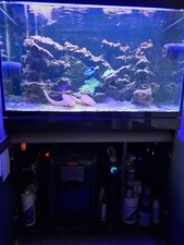 Eheim 330ltr setup as marine but could be cleaned setup as tropical.