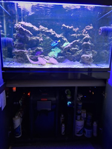 Eheim 330ltr setup marine - setup,