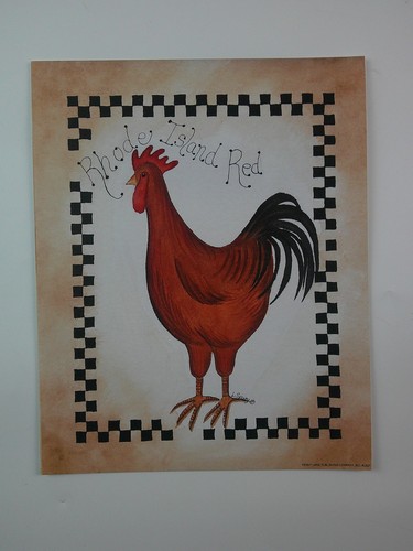 Rhode island red 8 - rhode,