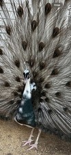 🦚 5 Peacock Peafowl