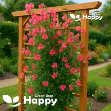 Sweet Pea Watermelon - 20 Seeds - Lathyrus Odoratus elegans - Large Pink Flower