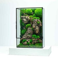 Moss Box Terrarium A