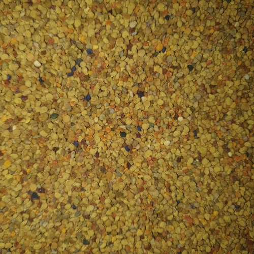 Premium natural bee - bee, pollen
