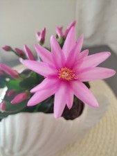 Easter Cactus Light Pink Colour Fresh Cutting