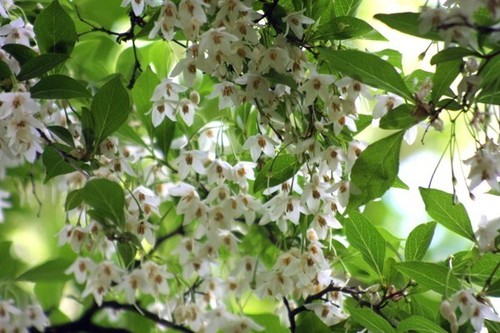 Halesia carolina pot - halesia,