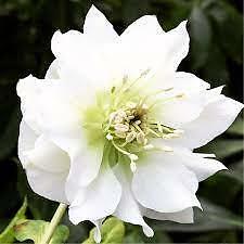 Hellebore Double Pure White