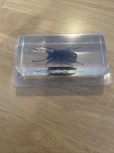 National geographic bugs - geographic, in