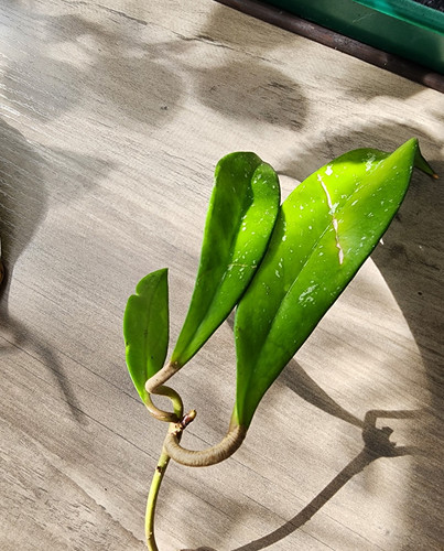 Hoya pubicalix plant - hoya,