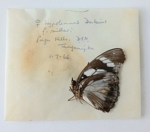 Hypolimnas dubius milleri - hypolimnas,