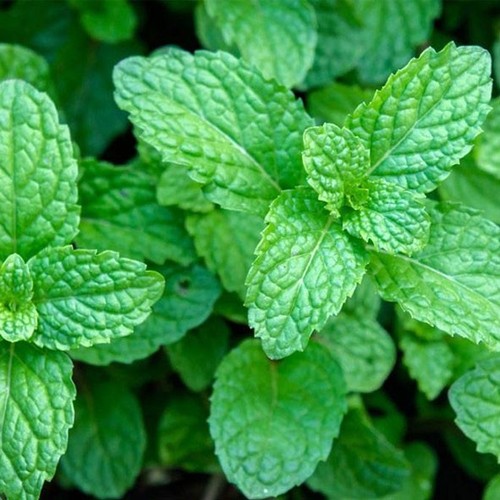 Garden mint plug plants - x,