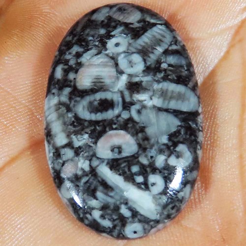 Natural crinoid - natural,