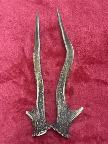 Pair sika deer - deer, antlers