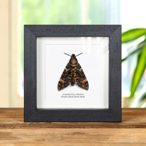 Death head hawk moth - head,