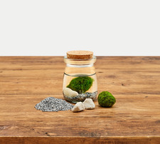Mini Moss Ball Jar