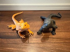 Safari (left) Bearded Dragon