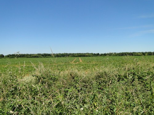 Photo 6x4 sugar beet crop - beet,