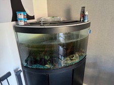 Fish tank - fish,