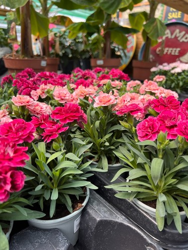 Dianthus oscar mixed - dianthus,