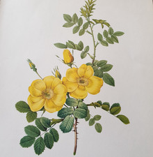 Pierre Joseph Redoute Colour