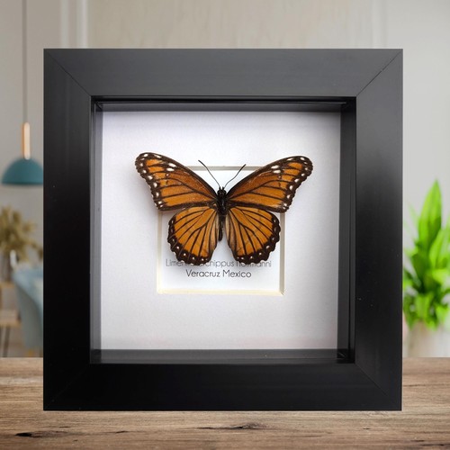 Framed viceroy butterfly