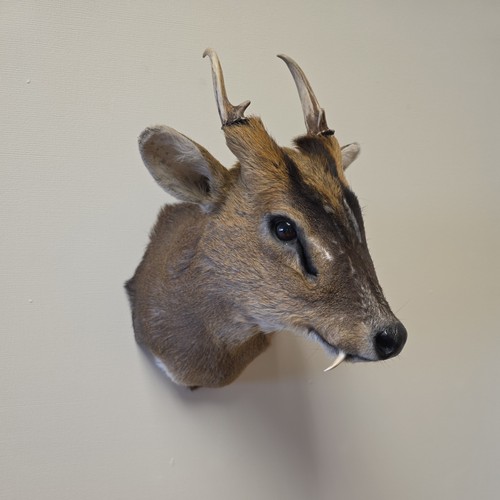 Muntjac deer shoulder mount - deer,