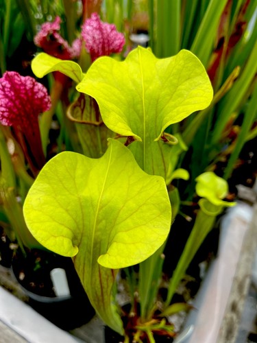 Sarracenia flava catesbaei - sarracenia, x