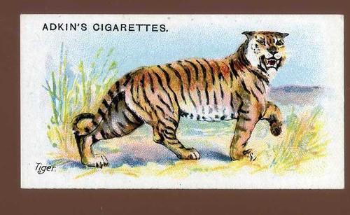 1923 adkin and son wild - adkin,