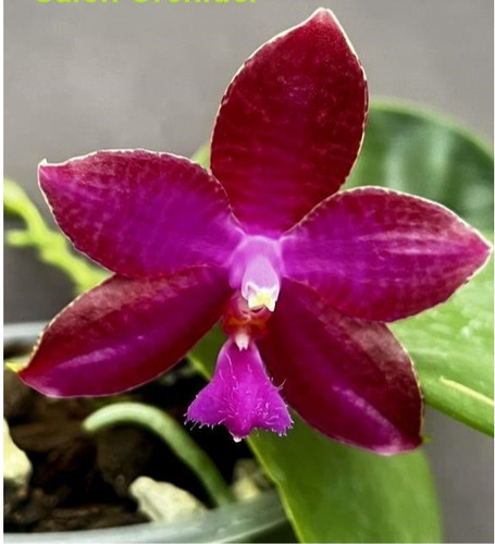 Fragrant phalaenopsis joy red - phalaenopsis,