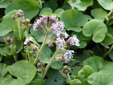 Petasites fragrans 9cm pot  - Winter Heliotrope -  ground cover- Lot of 3 plants