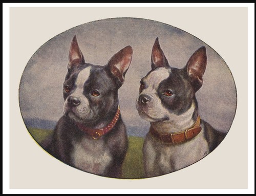 Boston terrier two - terrier, head