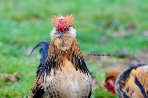 Fertile barbu de - fertile,