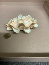 Tricanda Beautiful Ruffled Pink Clam Shell Complete 4.5 Inch Uk Only 