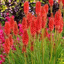 Kniphofia Uvaria Poco Red