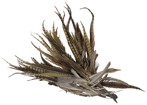 Lot natural pheasant tail - of,