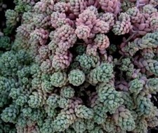 Sedum dasyphyllum 'Minor'-