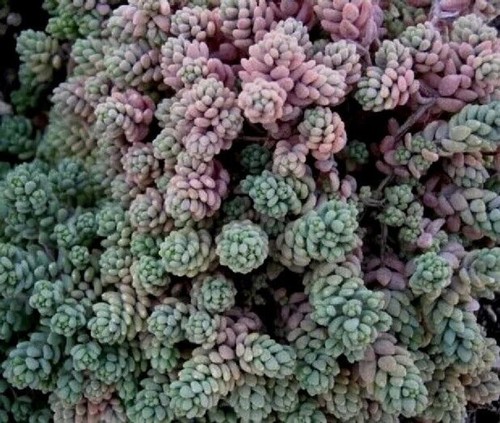 Sedum dasyphyllum minor - sedum, dasyphyllum 'minor'-
