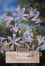 Nerine Bowdenii Stefanie