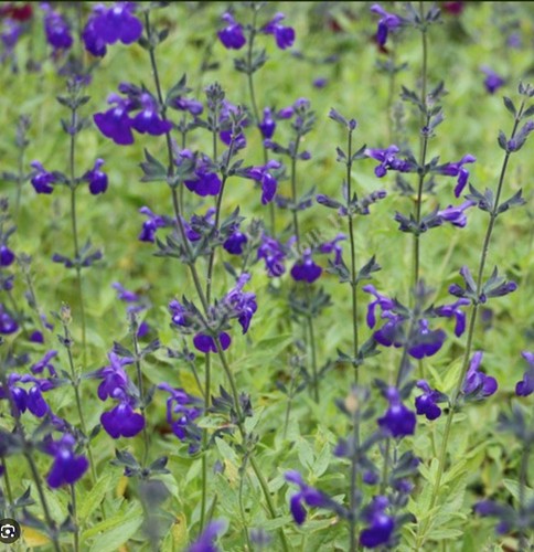 Salvia purple queen 9cm - queen',