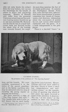 Original Old Antique Print 1906 Photograph Clumber Spaniel Dog Sport 20th