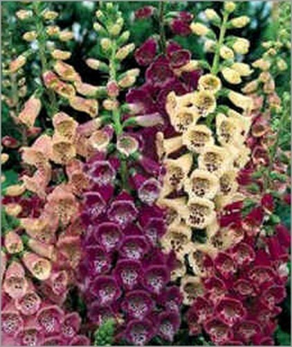 Digitalis purpurea 500 seeds - digitalis,
