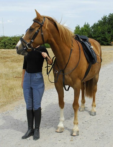 Windsor running martingale - running,