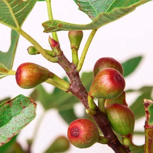 Ficus little miss - ficus,