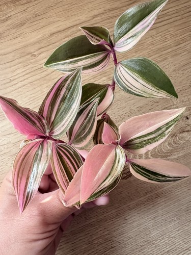 Tradescantia mundula - tradescantia,